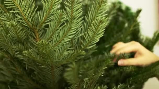 Άτομο ίσιωμα κλαδιά προετοιμάζει χριστουγεννιάτικο δέντρο για διακόσμηση με παιχνίδια. Ιδιοκτήτης δημιουργεί πνεύμα διακοπών στο διαμέρισμα προετοιμασία δέντρο - Πλάνα, βίντεο