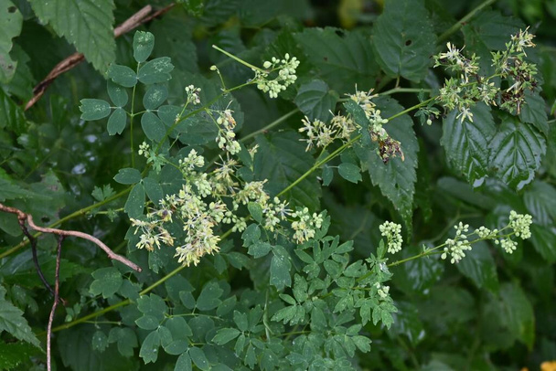 Thalictrum minus  Meadow rue  flowers. Ranunculaceae perennial plants. Numerous pale yellowish white florets on panicles from July to September. - Photo, Image