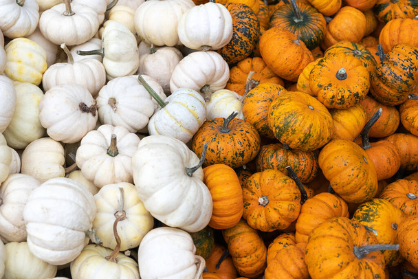 Many mini Orange and white Orange pumpkin. Harvesting. Agriculture agronomy. Exhibition and sales - Photo, Image