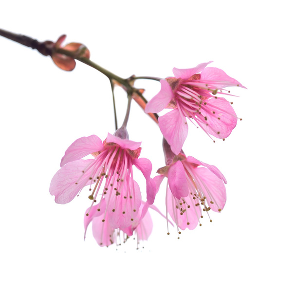 Fleurs sauvages de cerisier de l'Himalaya
 - Photo, image