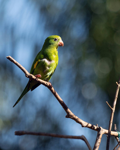 A Plain Parakeet perched on branch. Species Brotogeris chiriri. It is a typical parakeet of the Brazilian forest. Birdwatching. Birding. Parrot. - Photo, Image