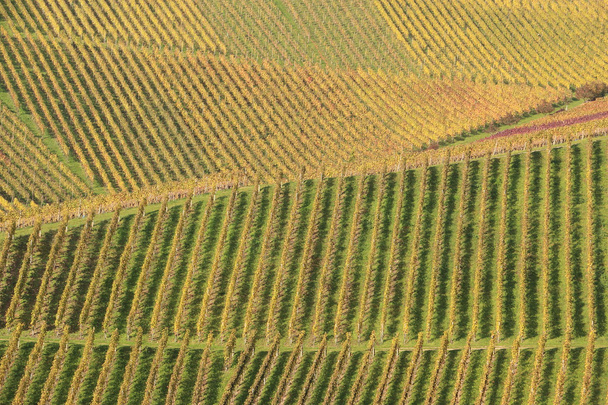 Vineyard Durbach Germany - Foto, Imagen