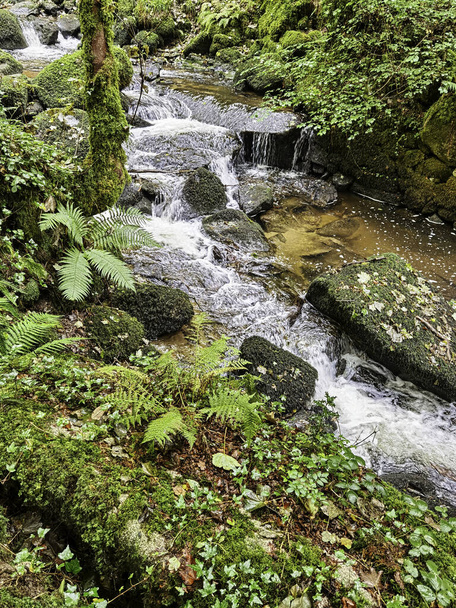 Вся река в природном заповеднике Олл-Вэйл, Понсетот, Корнуолл, Великобритания - Фото, изображение