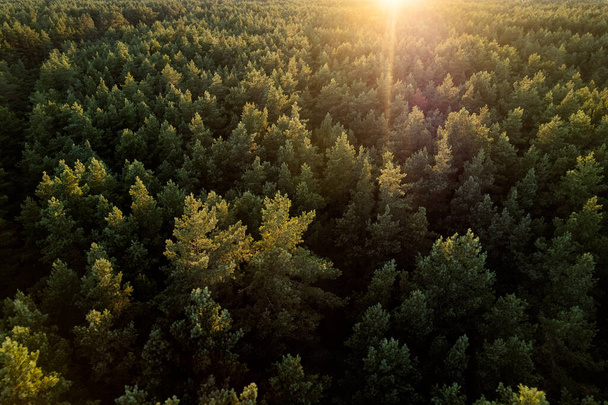 Беспилотный снимок зеленых сосновых лесов и весенних березовых рощ с красивой текстурой золотых верхушек деревьев. Восход солнца, закат весной. Солнечные лучи, прорывающиеся сквозь деревья в горах в золотое время - Фото, изображение