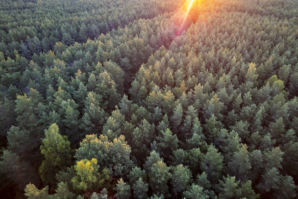 Drone aerial shot of green pine forests and spring birch groves with beautiful texture of golden treetops. Sunrise, sunset in springtime. Sun rays breaking through trees in mountains in golden time - Photo, Image