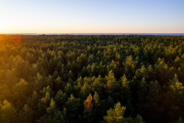 Drone aerial shot of green pine forests and spring birch groves with beautiful texture of golden treetops. Sunrise, sunset in springtime. Sun rays breaking through trees in mountains in golden time - Фото, зображення