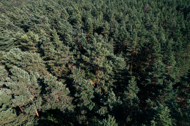 Drone colpo aereo di pinete verdi e boschetti di betulle primaverili con bella consistenza di cime d'albero d'oro. Alba, tramonto in primavera. I raggi del sole che sfondano gli alberi nelle montagne nel tempo d'oro - Foto, immagini