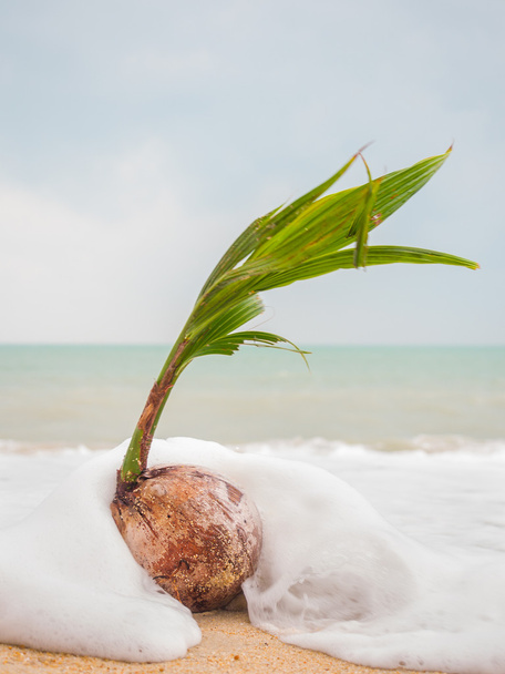 Coconut on the beach in Thailand - Фото, зображення