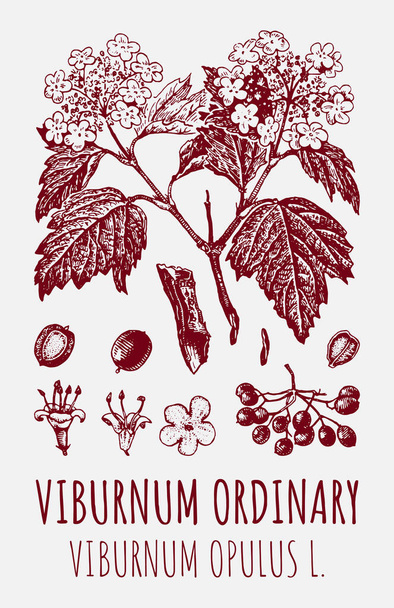 Disegni di Viburnum ordinario. Illustrazione disegnata a mano. Nome latino VIBURNUM OPULUS L. - Foto, immagini