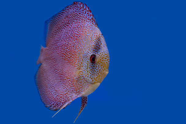 Discus fish isolated on a blue background with copy space. - Photo, Image