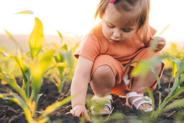 Крупный план концентрированной маленькой девочки, копающейся в земле, играющей на поле зеленой пшеницы на закате. Уход за ребенком. Красота природы. Счастливая семья, детство - Фото, изображение