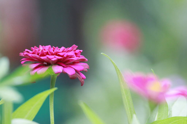крупним планом рожеві квіти квітки
 - Фото, зображення