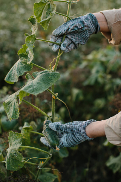 Дівчинка-фермер збирає огірки в саду. Крупним планом
. - Фото, зображення