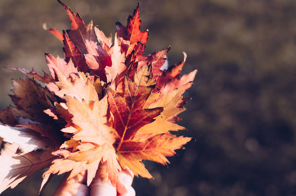 Strauß farbenfroher herbstlicher Ahornblätter in Frauenhand. leuchtend rote und orangefarbene Herbstszene Hintergrund. Selektiver Fokus. - Foto, Bild