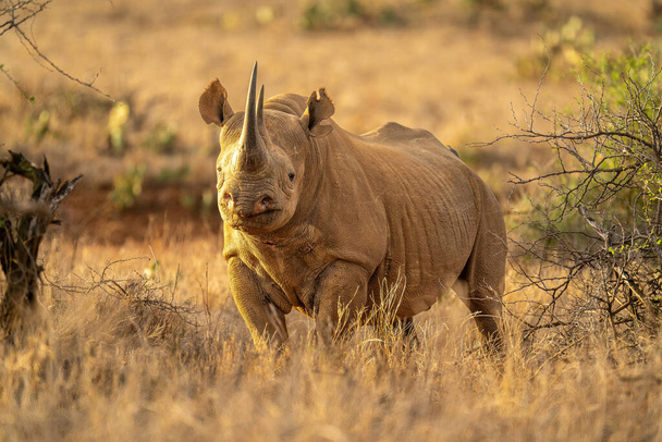 Rhino noir se tient entre les buissons caméra de surveillance - Photo, image