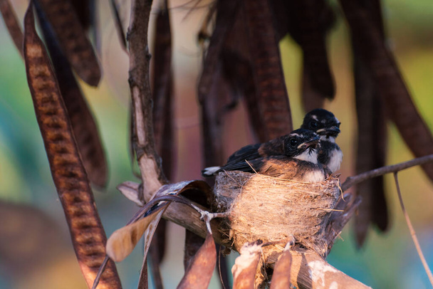 Petits oiseaux dans le nid Moucherolle à gorge blanche Rhipidura albicollis  - Photo, image