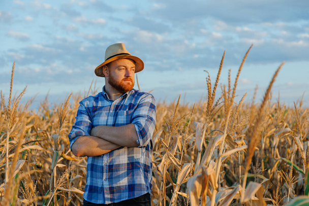 Vista lateral de un joven agricultor de pie en el campo de maíz examinando la cosecha al atardecer. Foto de alta calidad - Foto, imagen