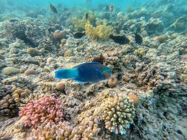 Colorful tropical Hipposcarus longiceps or Longnose Parrotfish known as Hipposcarus Harid underwater at the coral reef. Underwater life of reef with corals and tropical fish. Coral Reef at the Red Sea, Egypt - Photo, Image
