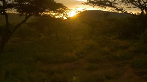 Sun setting behind acacia trees - Footage, Video
