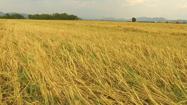 Урожай пшеницы
 - Кадры, видео