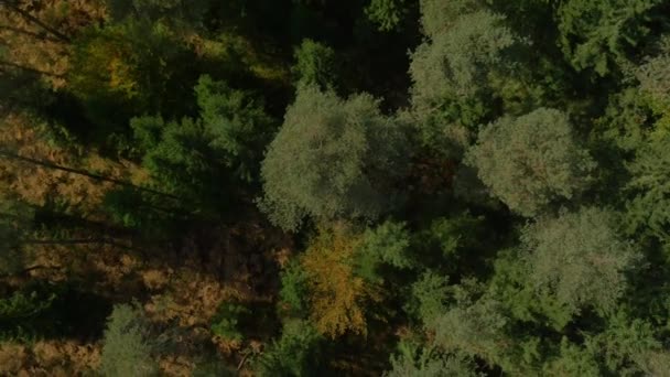 Wysokie drzewa jesienią w lesie - Materiał filmowy, wideo