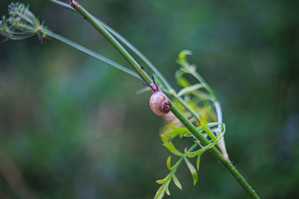 Una piccola lumaca sale su una pianta - Foto, immagini