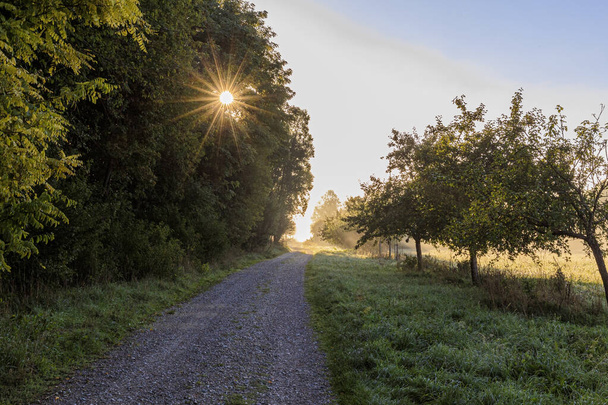 Promienie słońca świecą między drzewami na polnej drodze pomiędzy sadami w Siebenbrunn koło Augsburga. - Zdjęcie, obraz