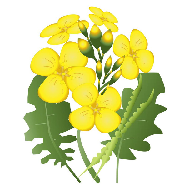 3D realisztikus Canola növény rajz és vektor illusztráció - Vektor, kép