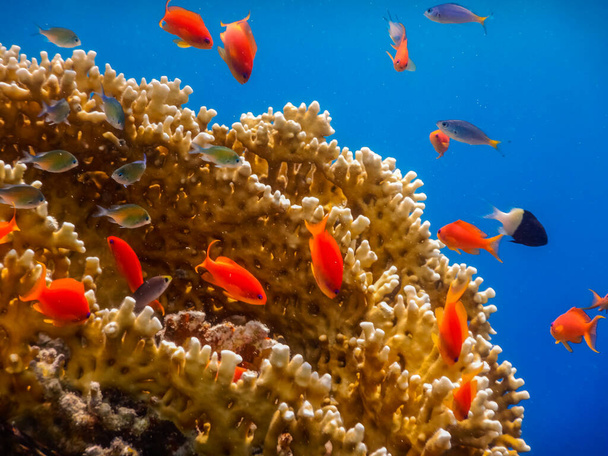 monte de pequenos peixes na vista de close-up corais - Foto, Imagem