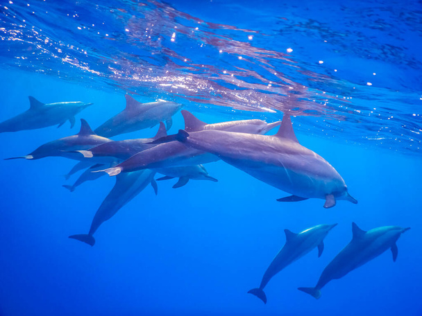 багато дельфінів дихають на поверхні в чистій блакитній воді з Єгипту
 - Фото, зображення