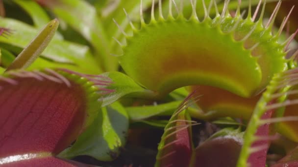 Opened jaws of snap trap carnivorous plant - Záběry, video