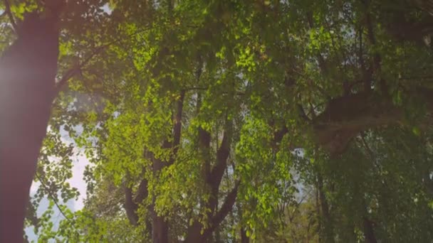 Bujny drzewo avenue - Materiał filmowy, wideo