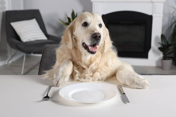 Cute retriever sitting on grey armchair at table near empty plate with cutlery indoors - Fotoğraf, Görsel