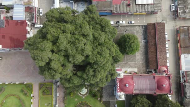 Santa Mara del Tule albero antico vista da un drone - Filmati, video