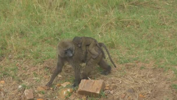 Mãe e babuíno bebê
 - Filmagem, Vídeo