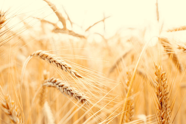 Feldweizenlandschaft. Brot Roggen gelbes Korn auf goldenem Himmel Sonnenuntergang. landwirtschaftliche Ernte mit Getreidepflanzen Hintergrund - Foto, Bild
