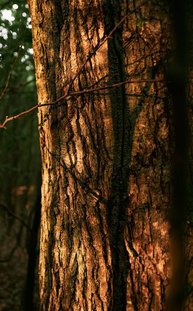 Sunlight on a tree trunk on a summer evening. Close up of sun rays on the tree. Mysterious forest during golden hours. - Фото, изображение