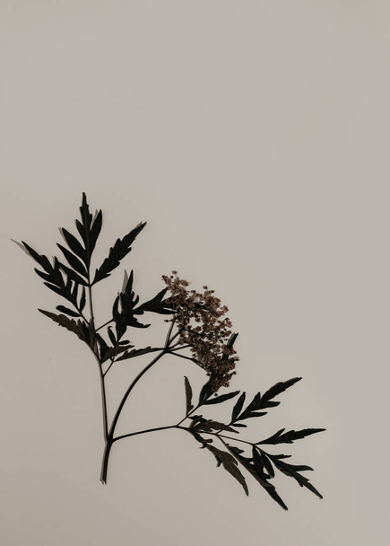 Сушеный прессованный цветок и листья бузины Черное кружево на бежевом фоне. Идея плаката для ботанической печати. Копирование пространства - Фото, изображение