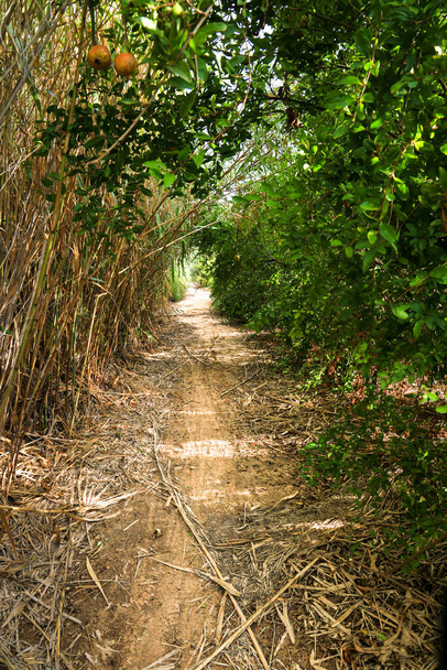 スペインの山を通る葦畑の間の道 - 写真・画像