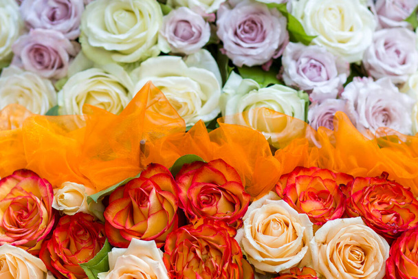 fondo de rosas - rosas de colores - Foto, Imagen