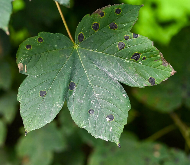 Acer psödoplatanus 'un hastalıklı sonbahar yaprağı, kafiyeli aserinyum mantarının sebep olduğu siyah noktalar.. - Fotoğraf, Görsel