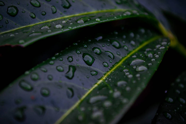 Macro shot di gocce di pioggia sulle foglie verdi di un cespuglio - Foto, immagini