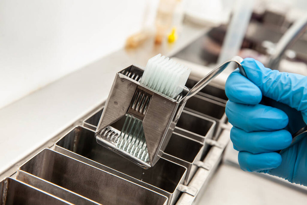 Scientist dewaxing paraffin embedded tissue samples in the laboratory. Xylene-based removal of paraffin. - Photo, Image