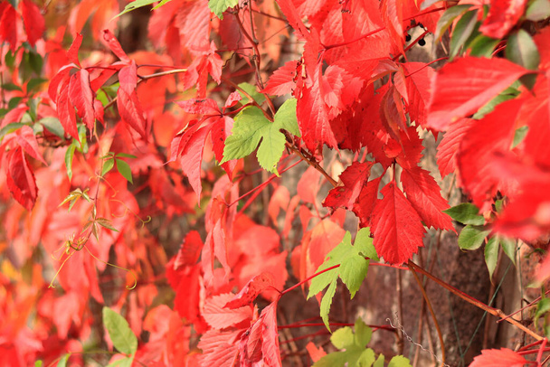 Raisins gais aux feuilles rouges, mise au point sélective. Lierre rouge d'automne sur le mur. Belles couleurs naturelles d'automne. Changement de saison dans la nature. - Photo, image