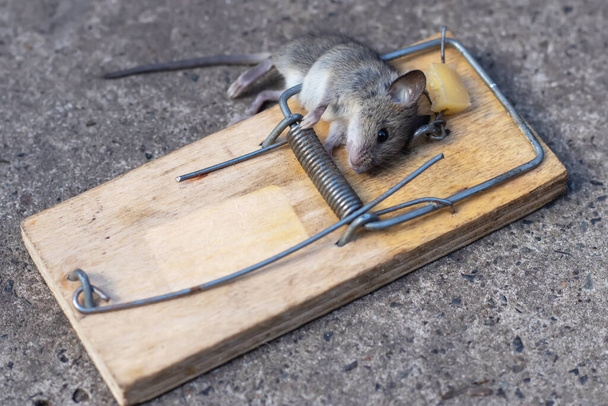 Νεκρό ποντίκι σε ποντικοπαγίδα. Κυνήγι ποντικιών Το ποντίκι είναι ένα μικρό τρωκτικό και παράσιτο, - Φωτογραφία, εικόνα