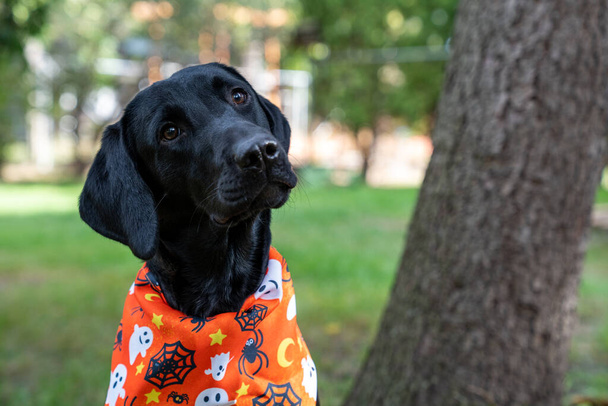 Černý labrador retrívr štěně sedí, naklání hlavu v halloweenském šátku šátek - Fotografie, Obrázek