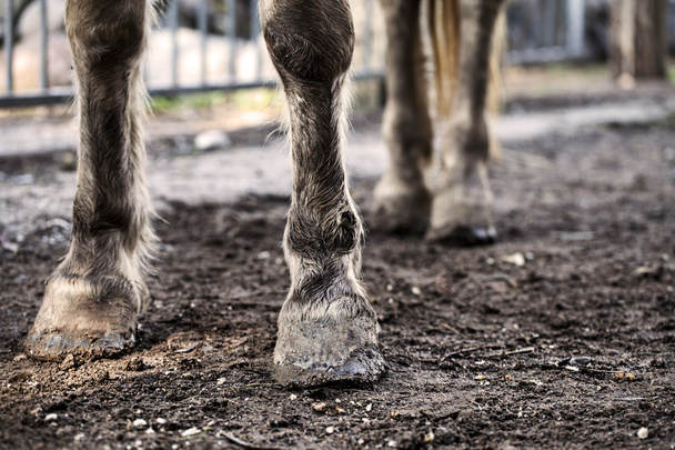 hevosen jalat
 - Valokuva, kuva