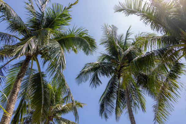 Palm tree over the blue sky with sunlight flare - Zdjęcie, obraz