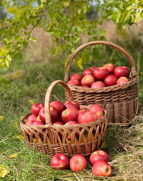 Organikus almák egy kosárban. Őszi háttér. A betakarítási időszak koncepciója. Bio almák záródnak a friss gyümölcslé miatt. - Fotó, kép