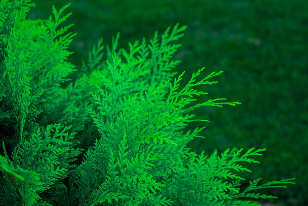 Branch of green thuja background. Green thuja leaf texture. Nature background texture - Photo, Image